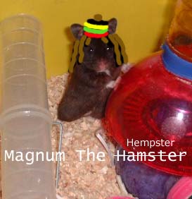 Magnum the Hempster