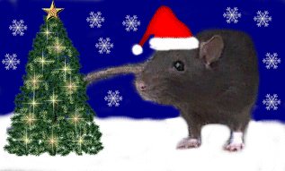 Christmas ratty