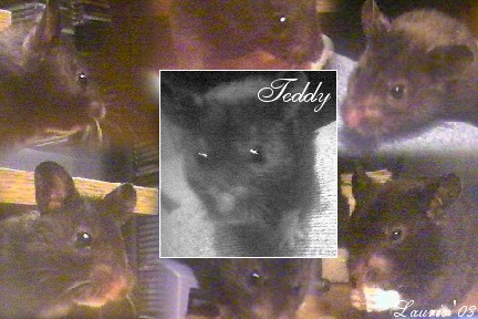 Teddy Collage
